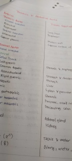 Blood and Circulation Notes