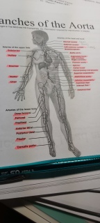 Aorta Labels